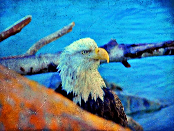  Harbor Eagle by 151 West